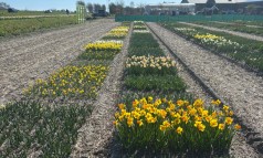 News image: Voorjaarsbloei volop zichtbaar op de Floratuin!